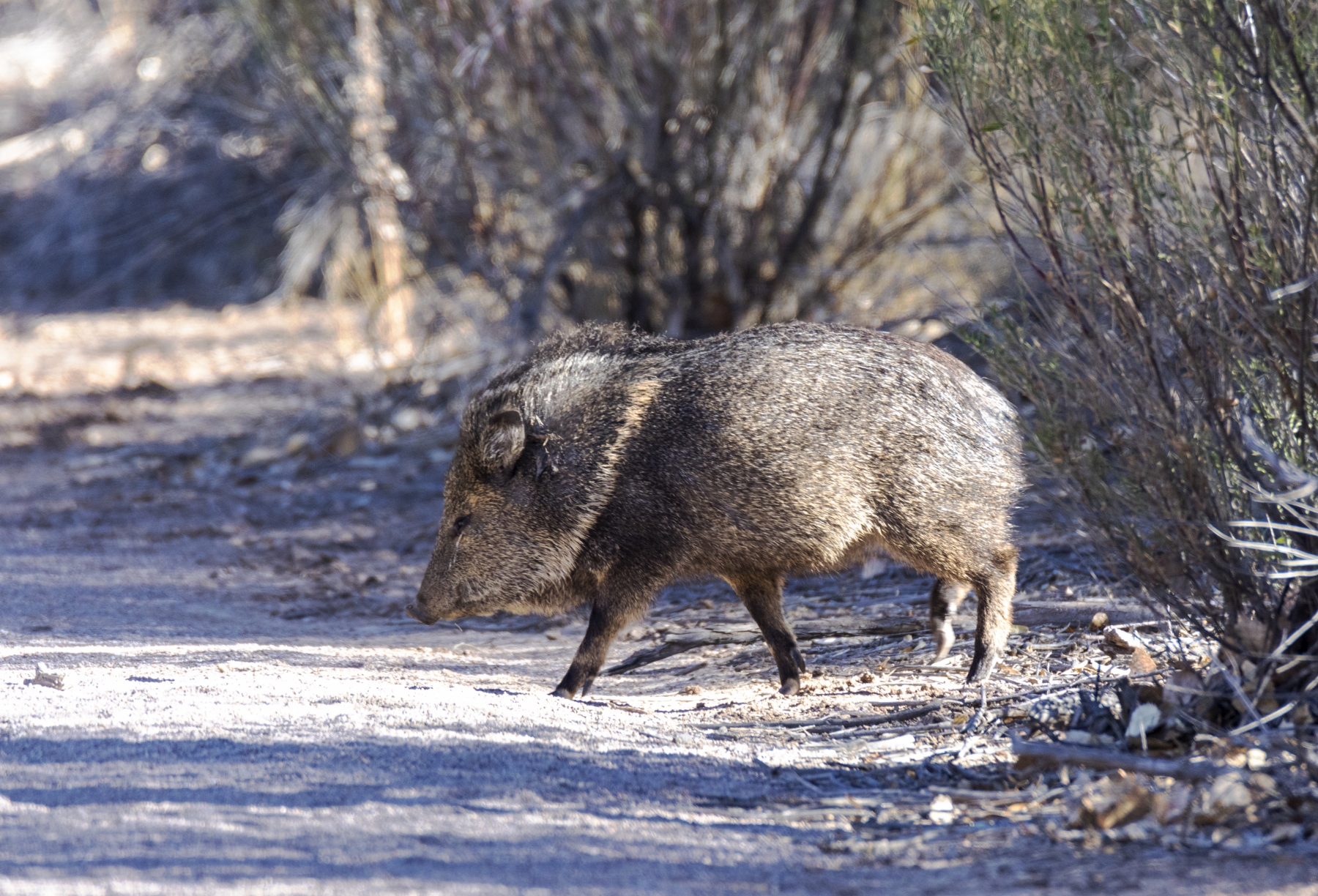 /gallery/north_america/USA/NM/bosque del apache/Javelina Bosque New Mexico Dec 2021-010_med.jpg